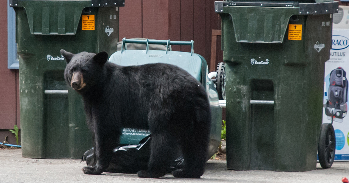 nuisance-bear reports