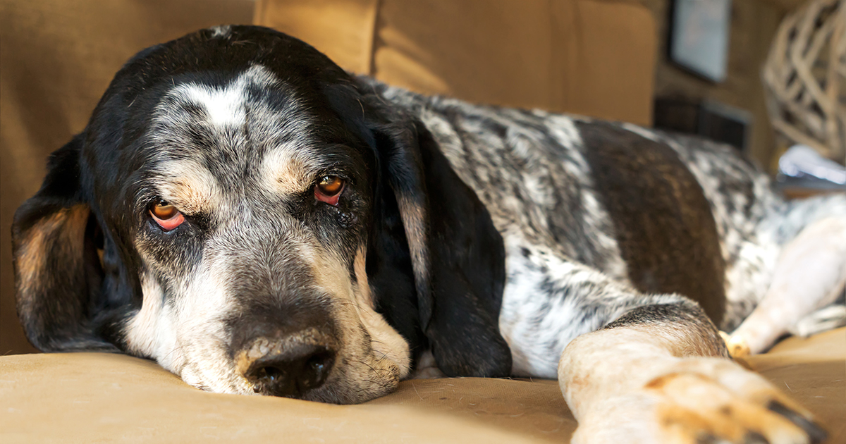 older dogs