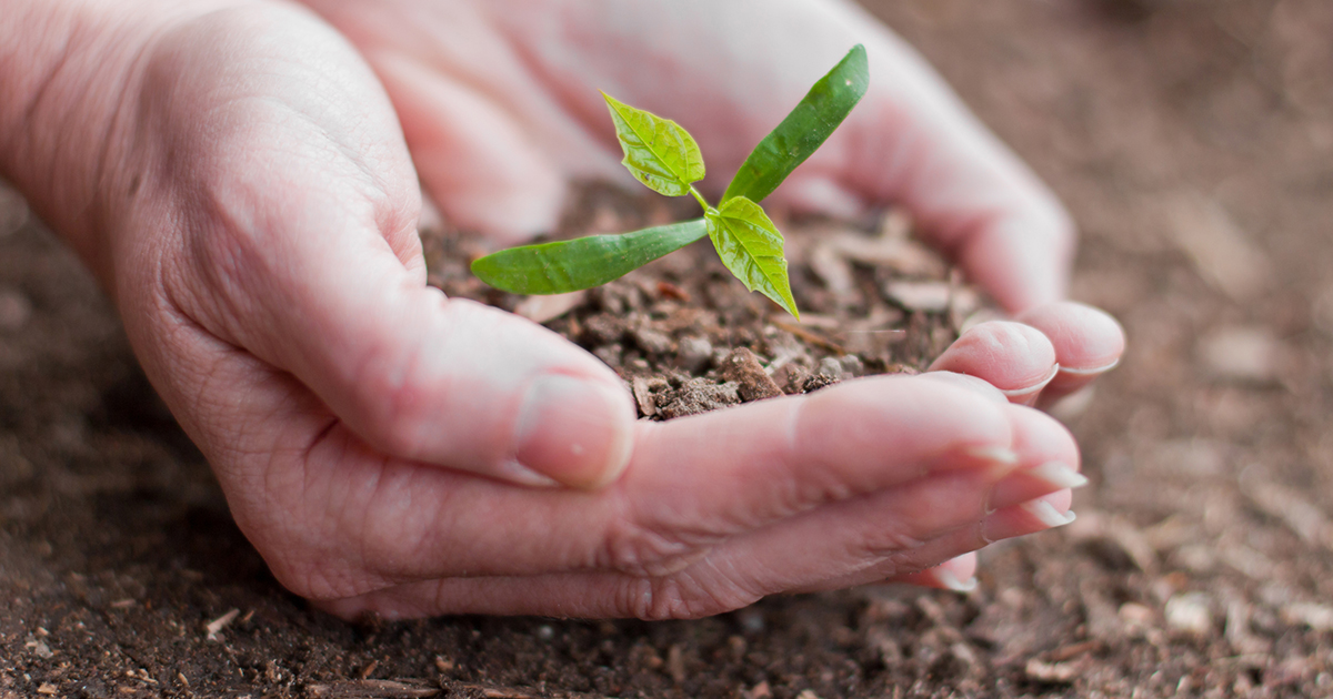 ontario tree seed plant