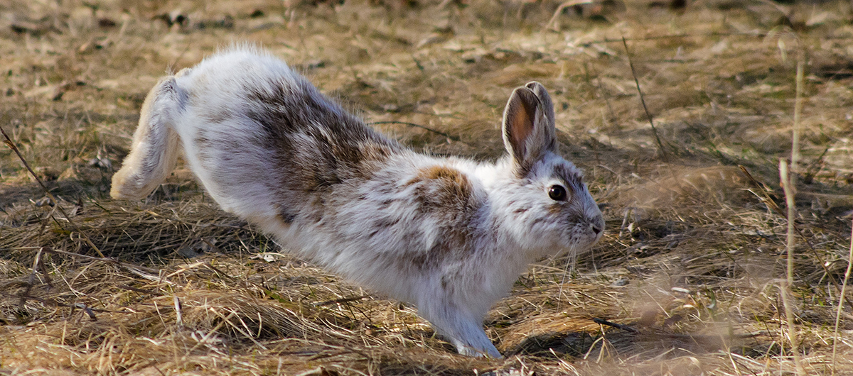 rabbit hemorrhagic disease