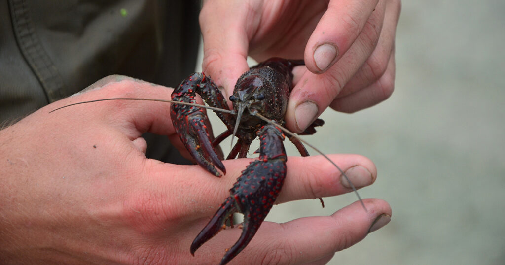 red swamp crayfish