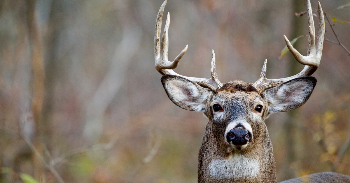 How Large are Ontario’s Whitetails?
