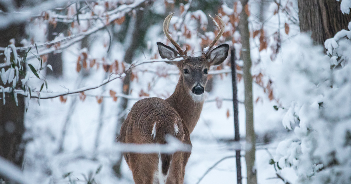 Walking with deer