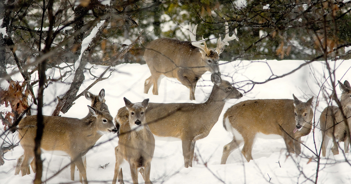 Bowhunting the late season