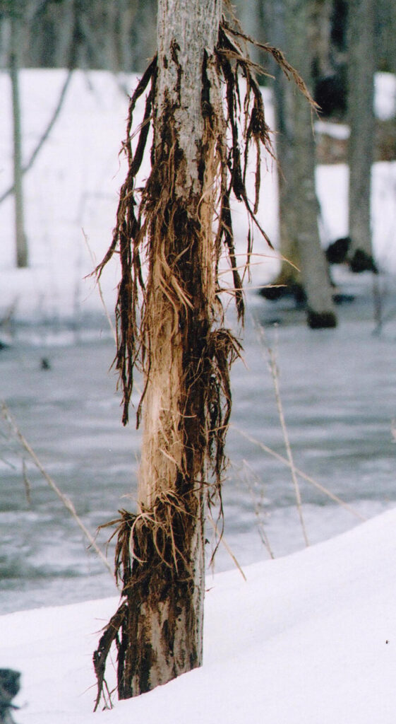 deer rub on a tree in winter