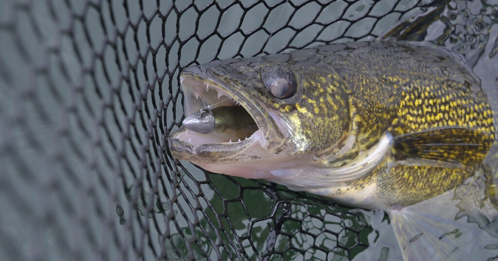 cold-water walleye