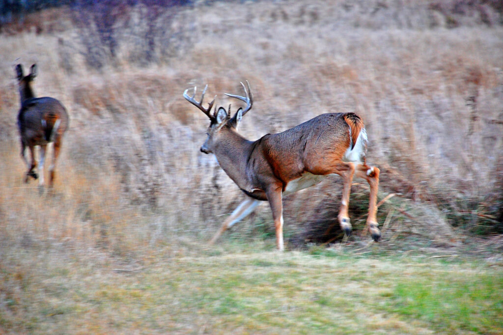 buck chasenig doe during the rut
