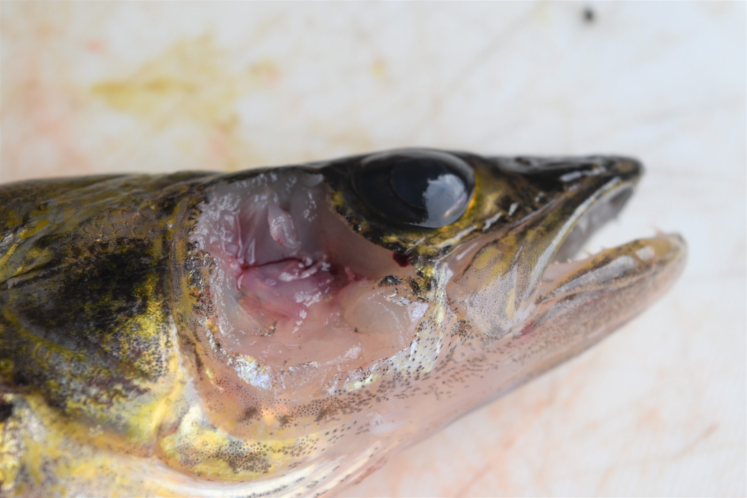 walleye cheeks