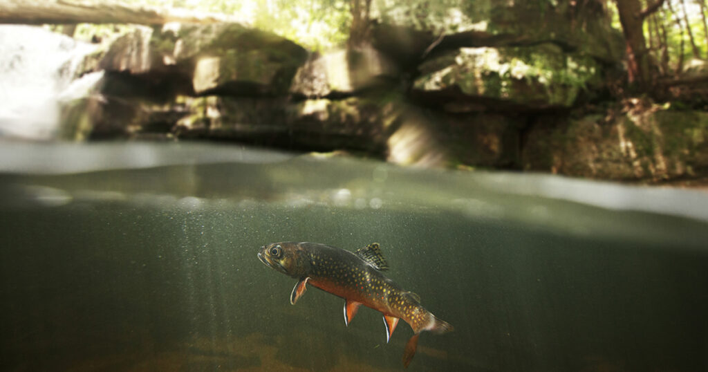 fisheries brook trout
