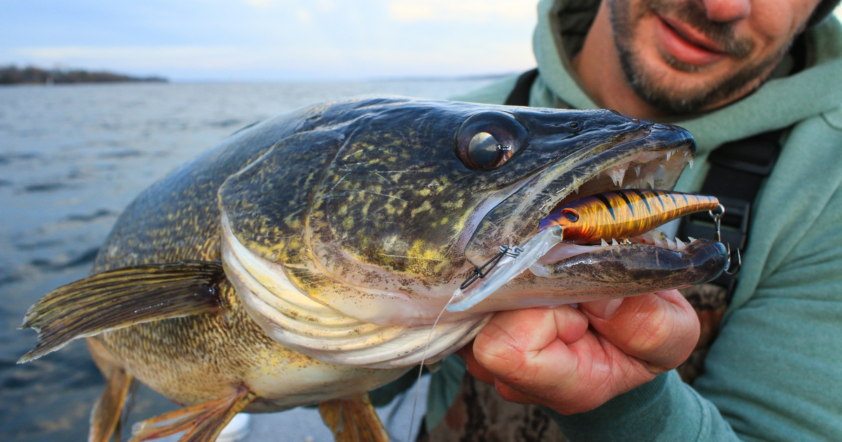 Walleye wings & cheeks