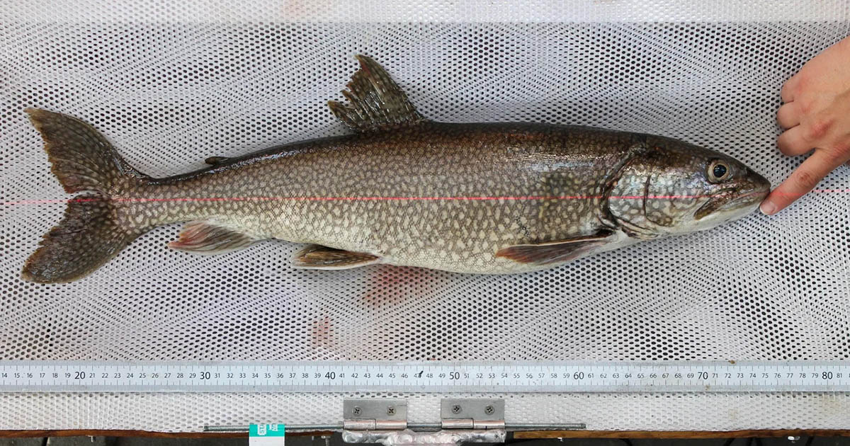 lake trout