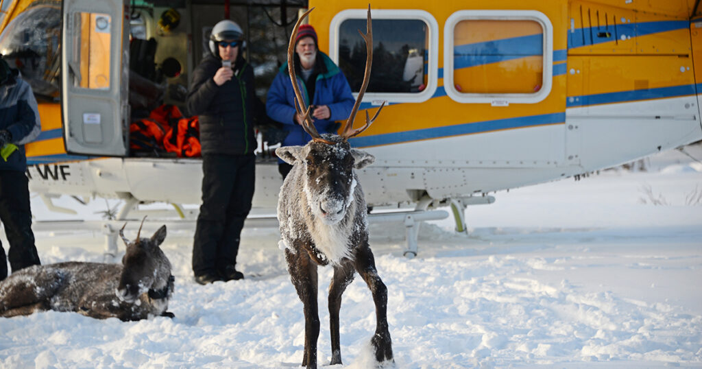 Michipicoten caribou