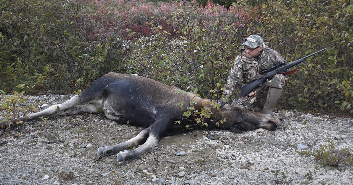 Newfoundland moose