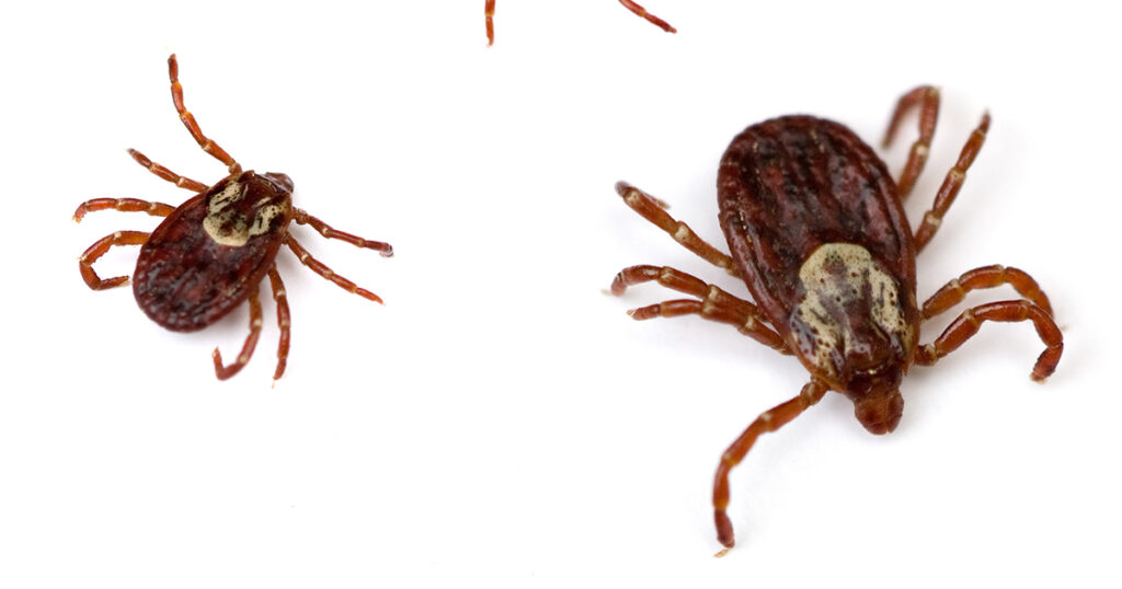 Rocky Mountain Spotted Fever