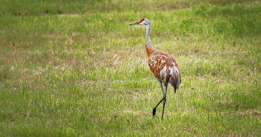 sandhill cranes