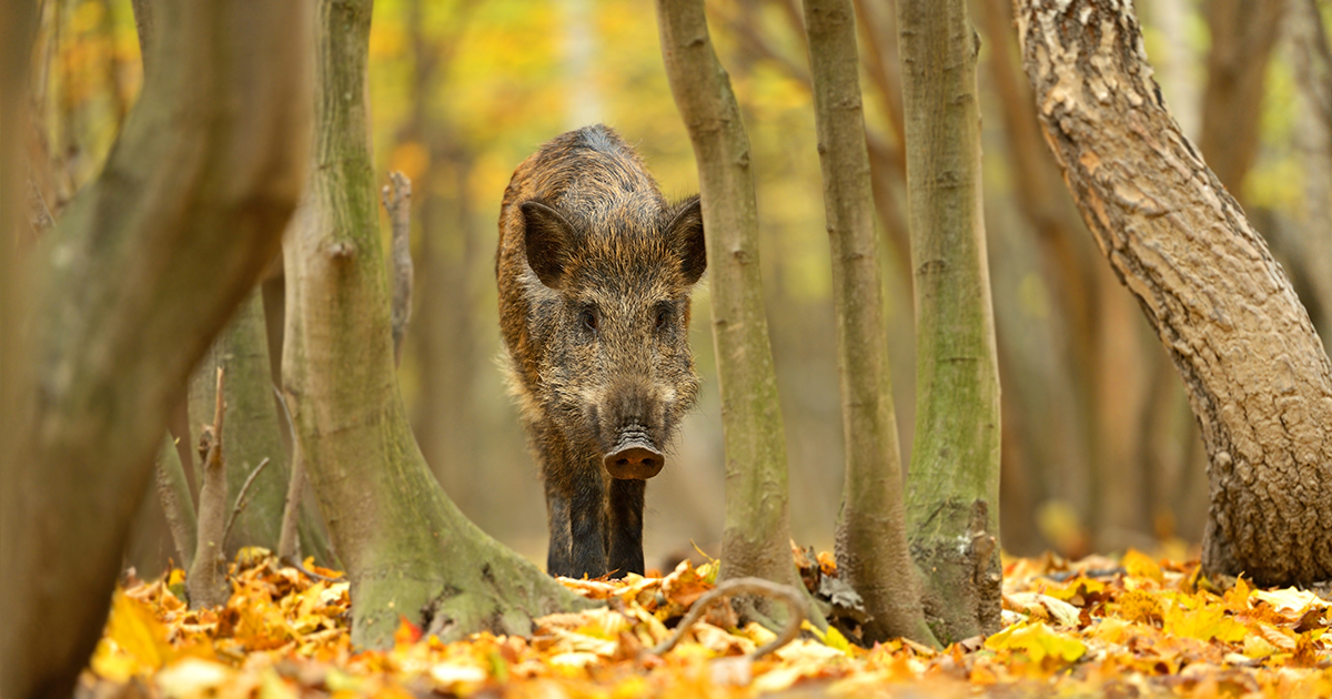 wild pigs canada