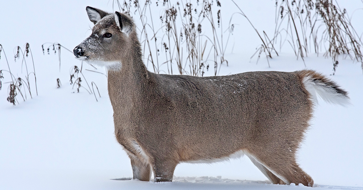 winter deer