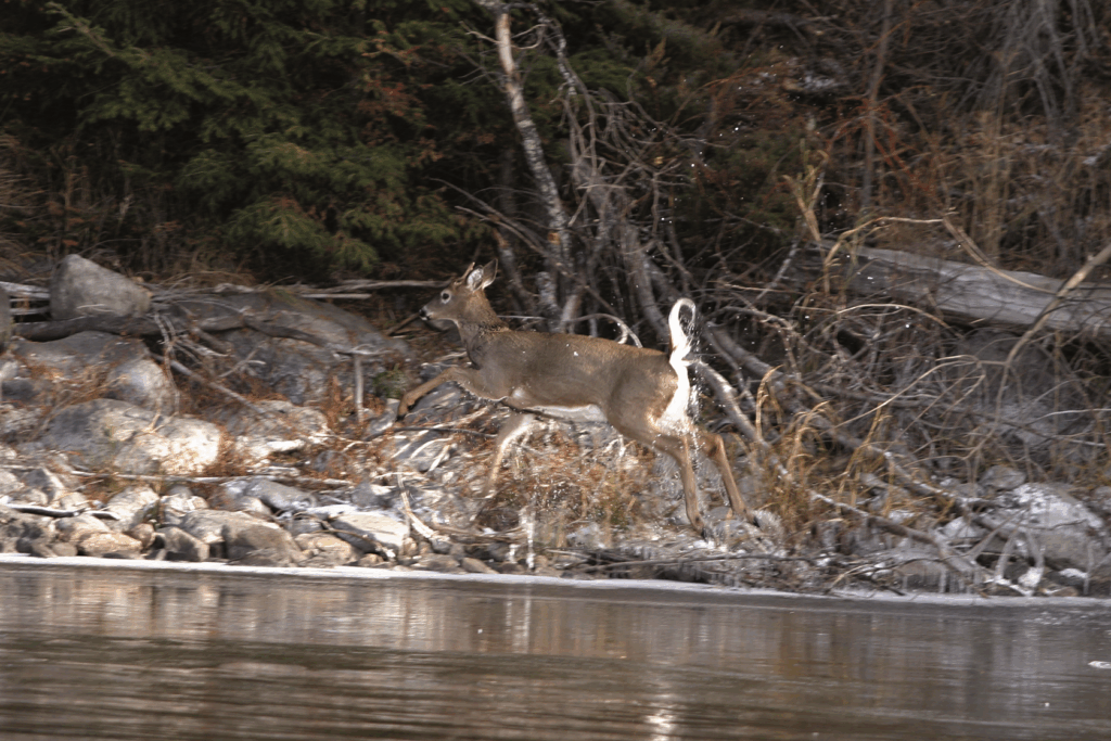 doe crossing water