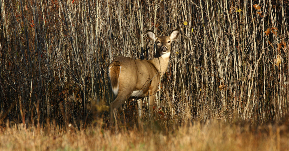 Dissecting a deer's home