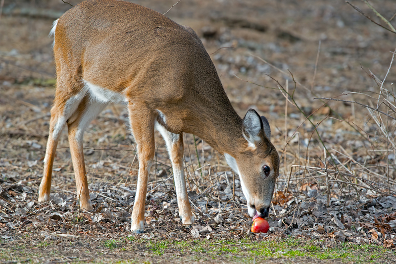deer eating a bait apple on the grount