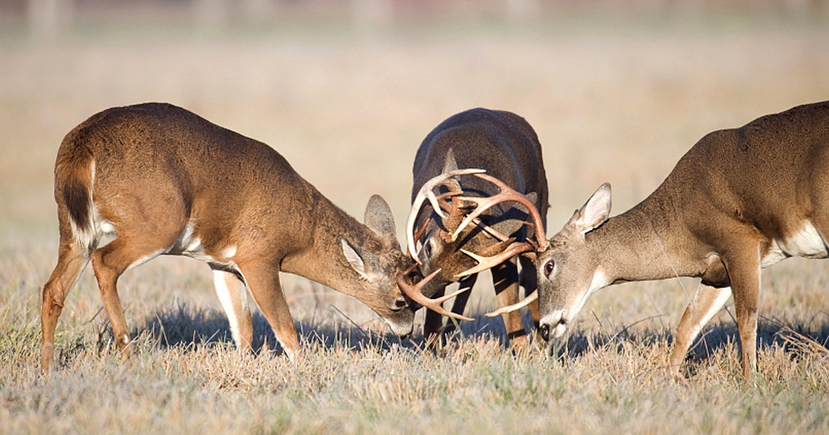 The Mysticism of the Rut
