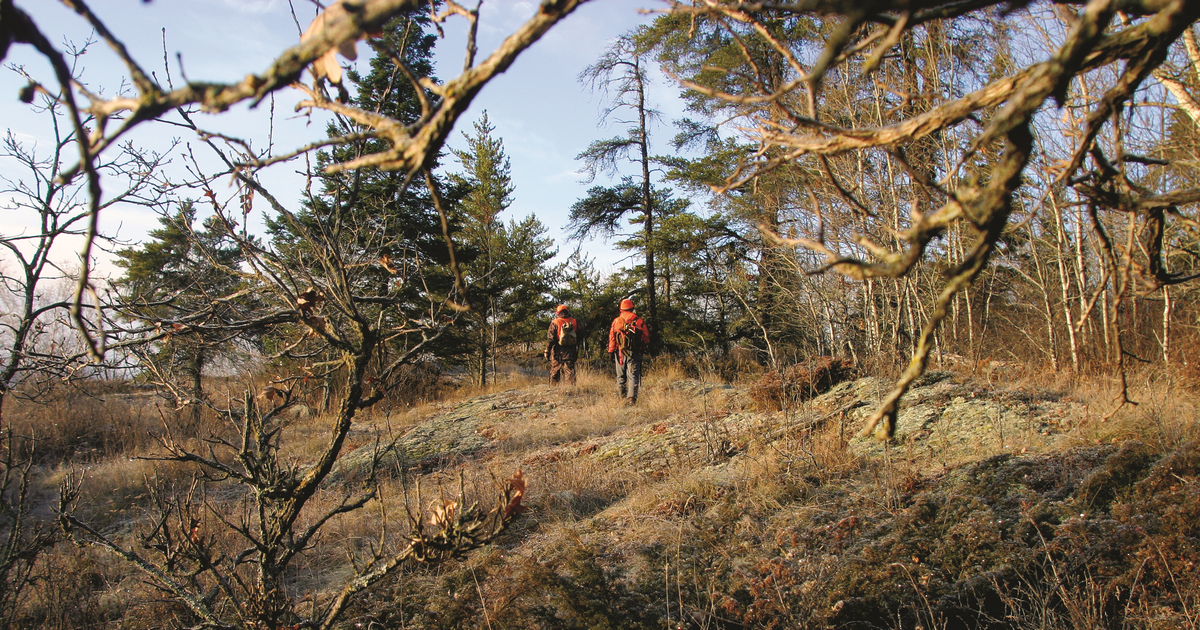 North country whitetails