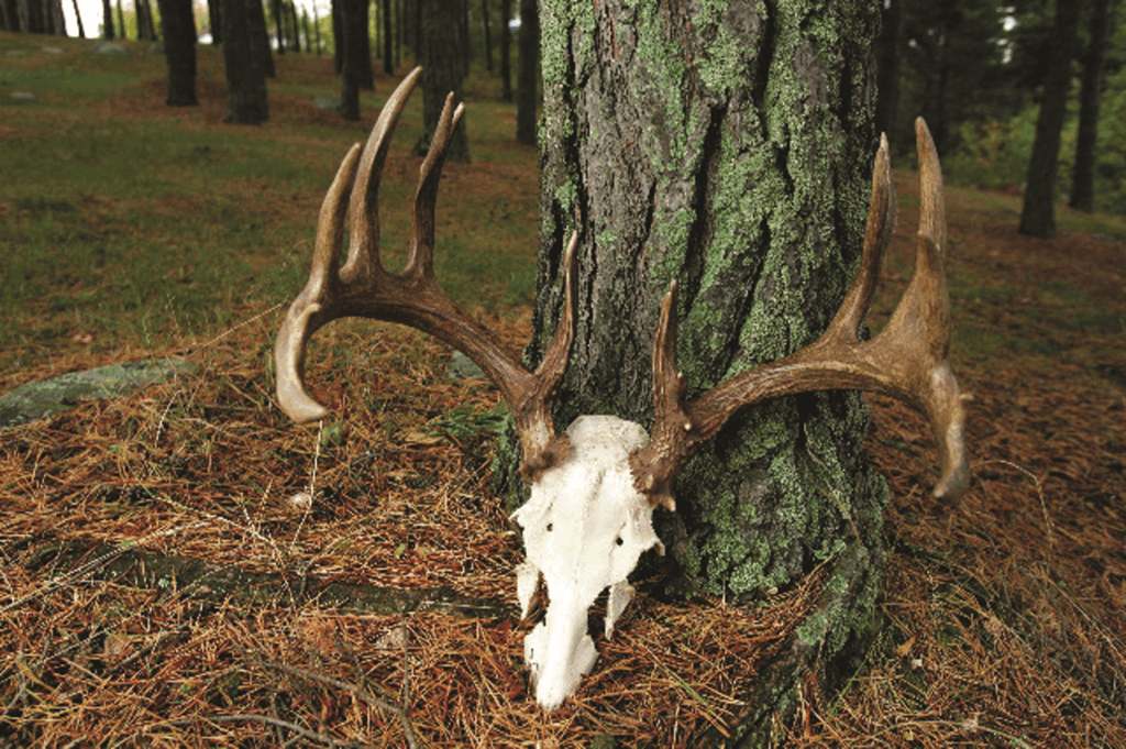 european mount deer rack against a tree