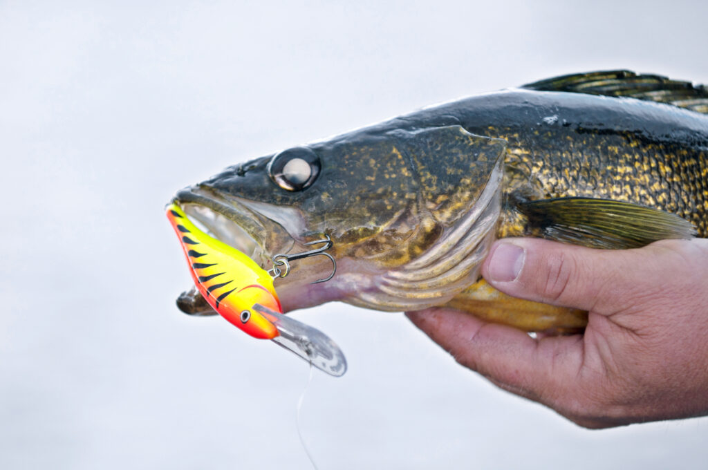 walleye and red/chartreuse crankbait