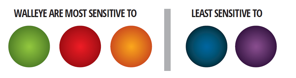 colours wallaye are sensitive to