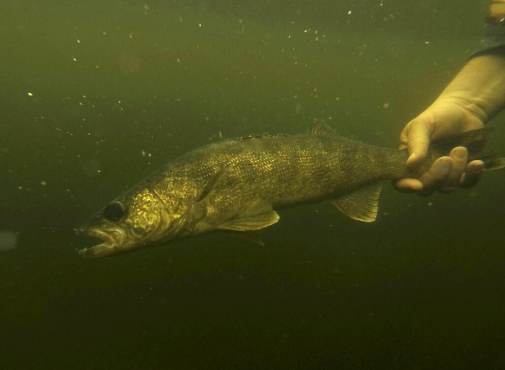 walleye in murky water