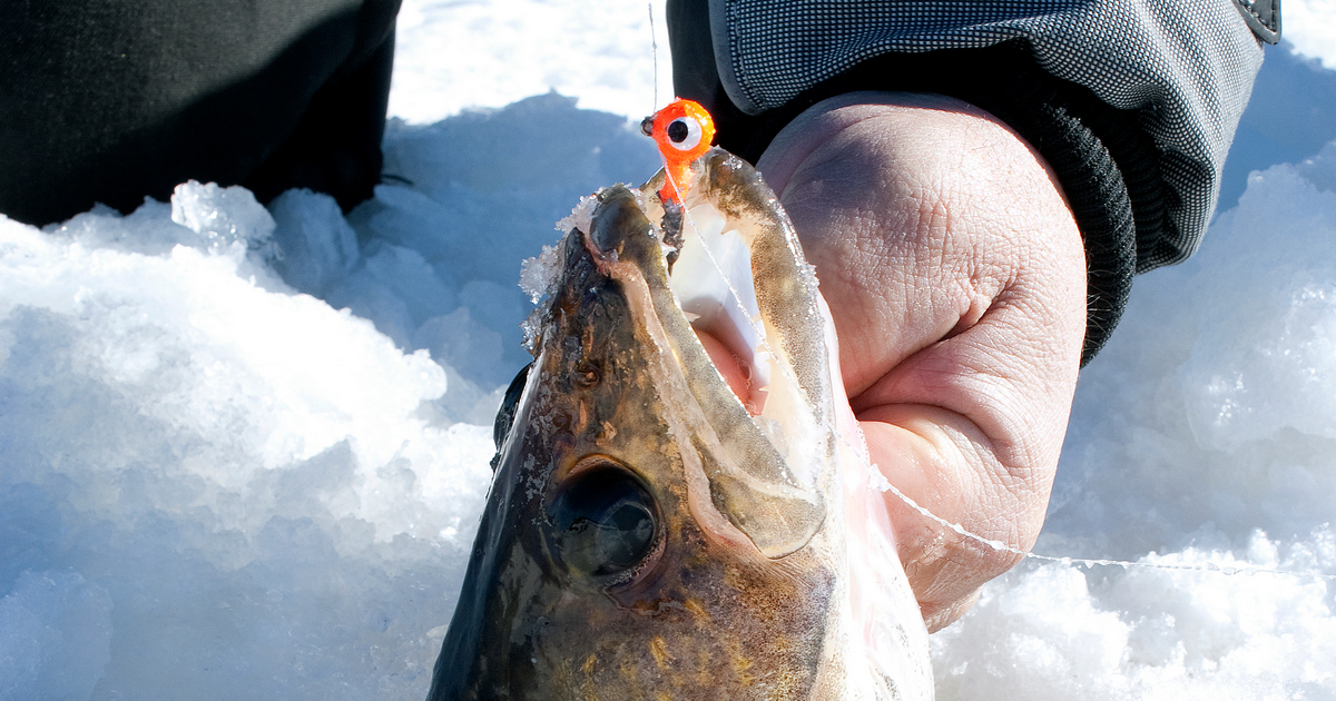Know your lake type to ice walleye