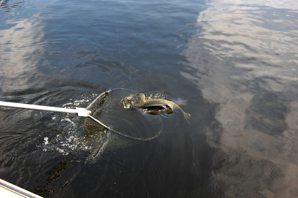 walleye in a net