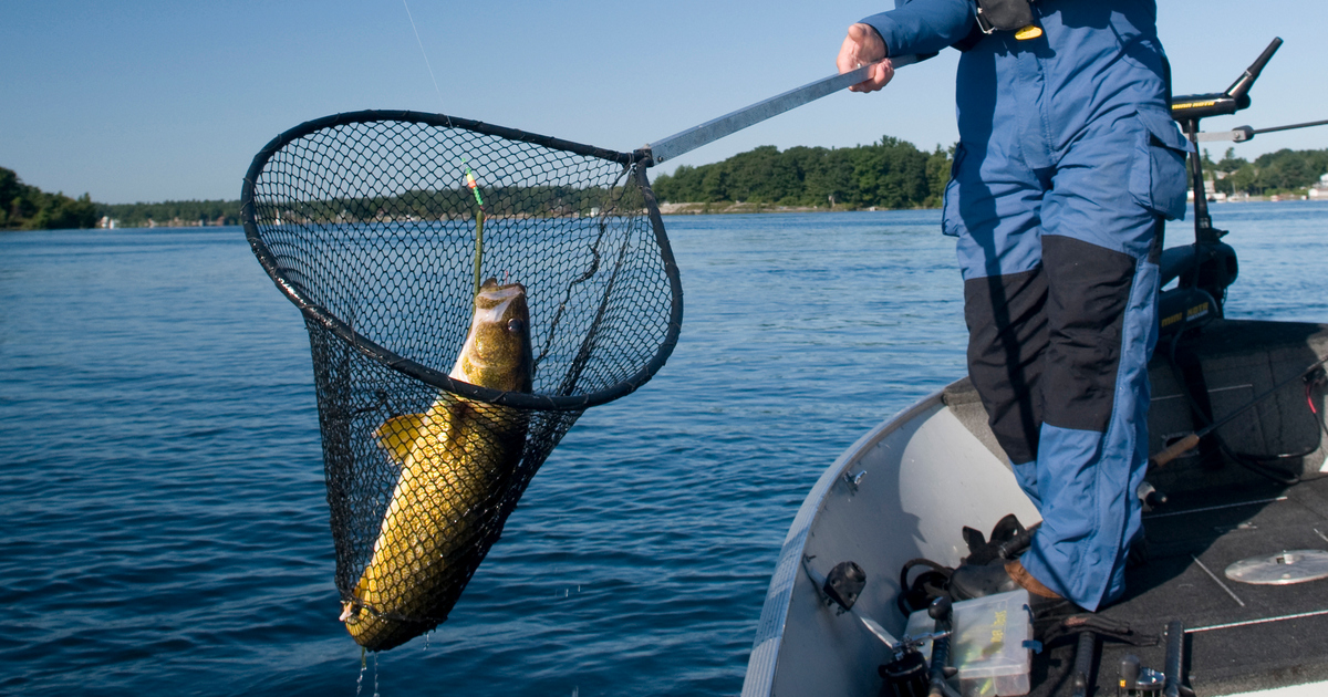 putting the spin to summer walleye