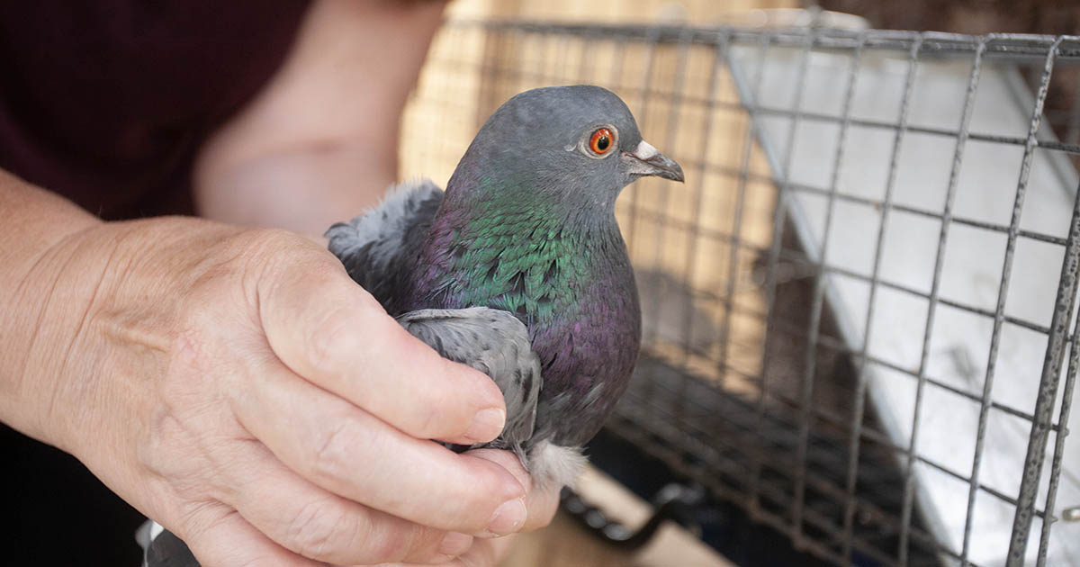training with pigeons