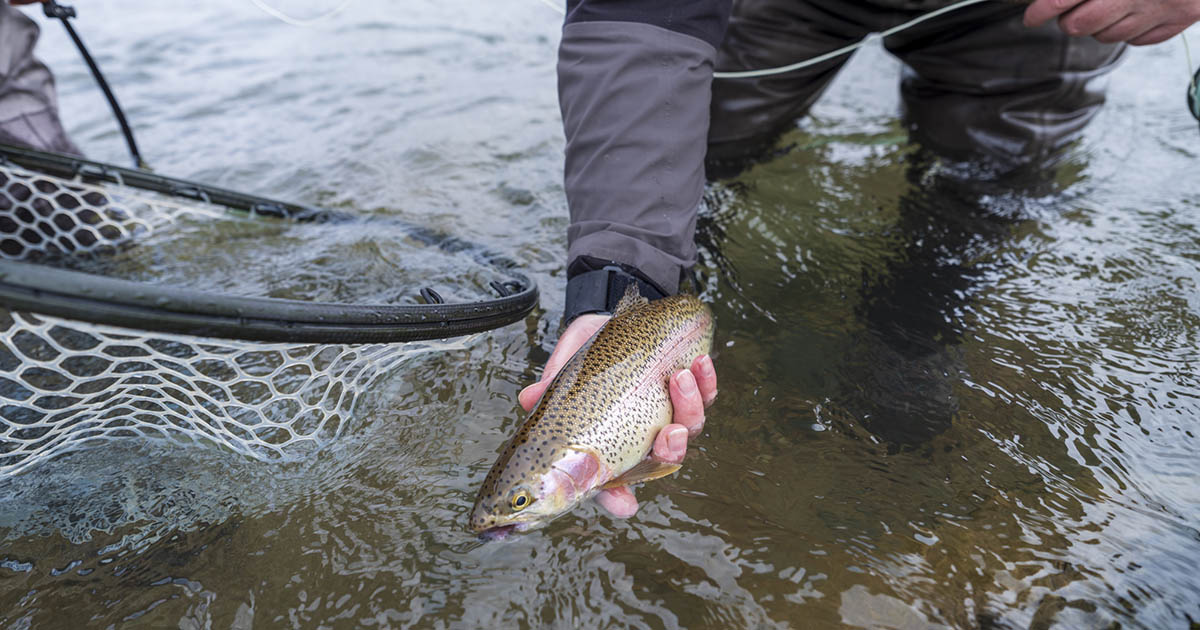 Great Lakes rainbows