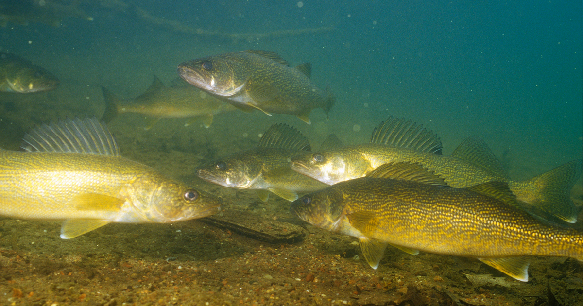 Walleye highways