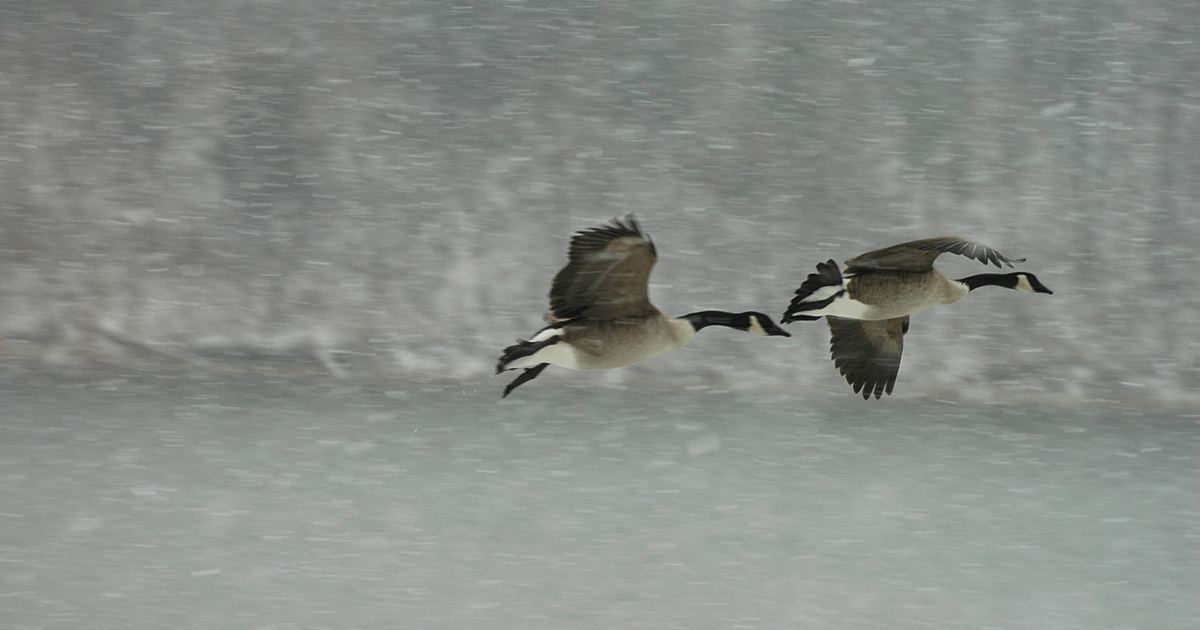 highly pathogenic avian influenza