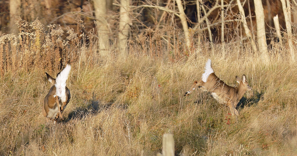 better luck bowhunting