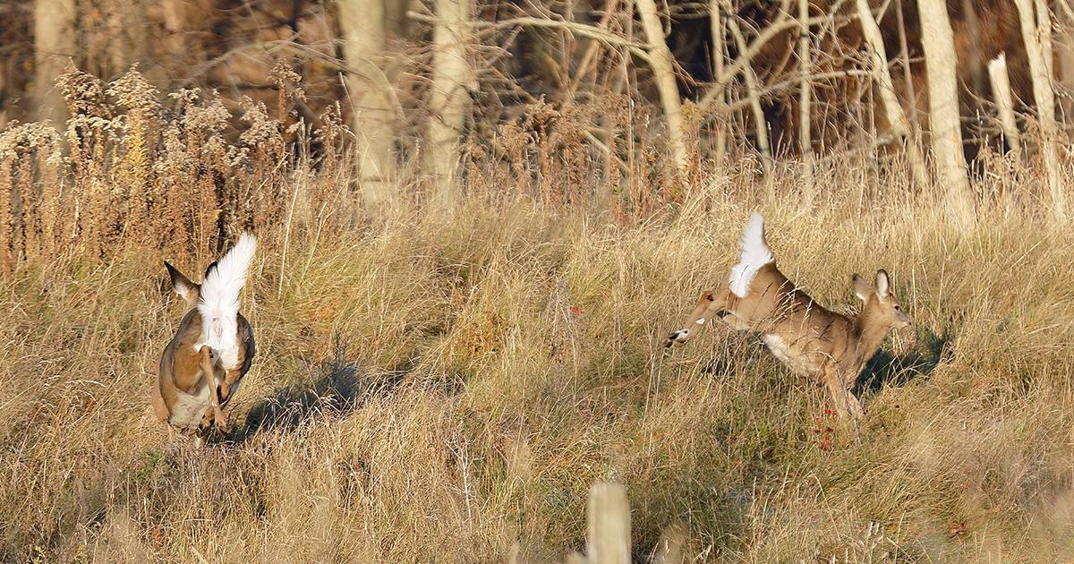 better luck bowhunting