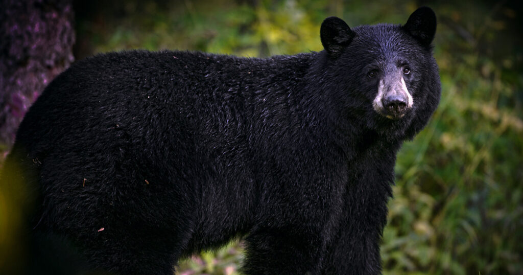 black bear management