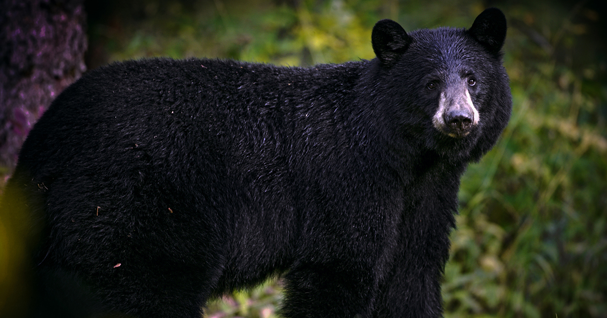 black bear management