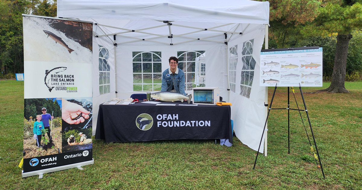 BrokerLink internship