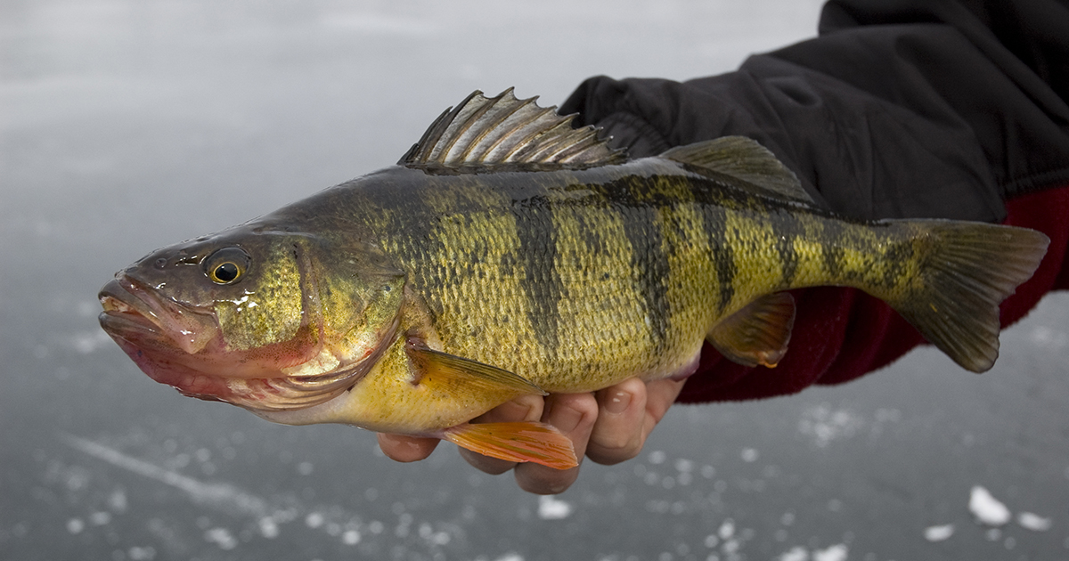 ice fishing perch