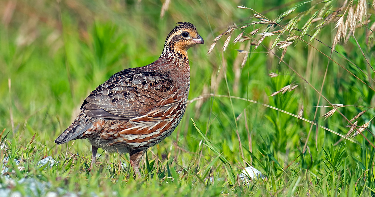bobwhite