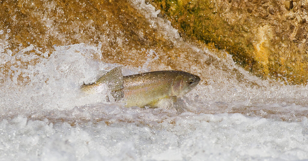 Great Lakes steelhead