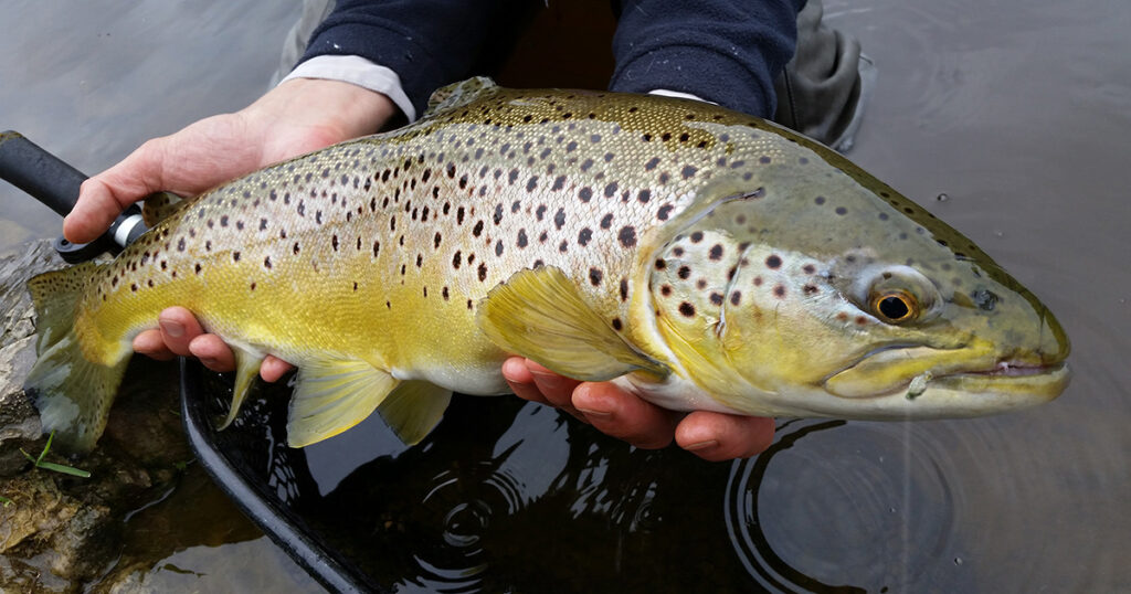small flies for trophy trout