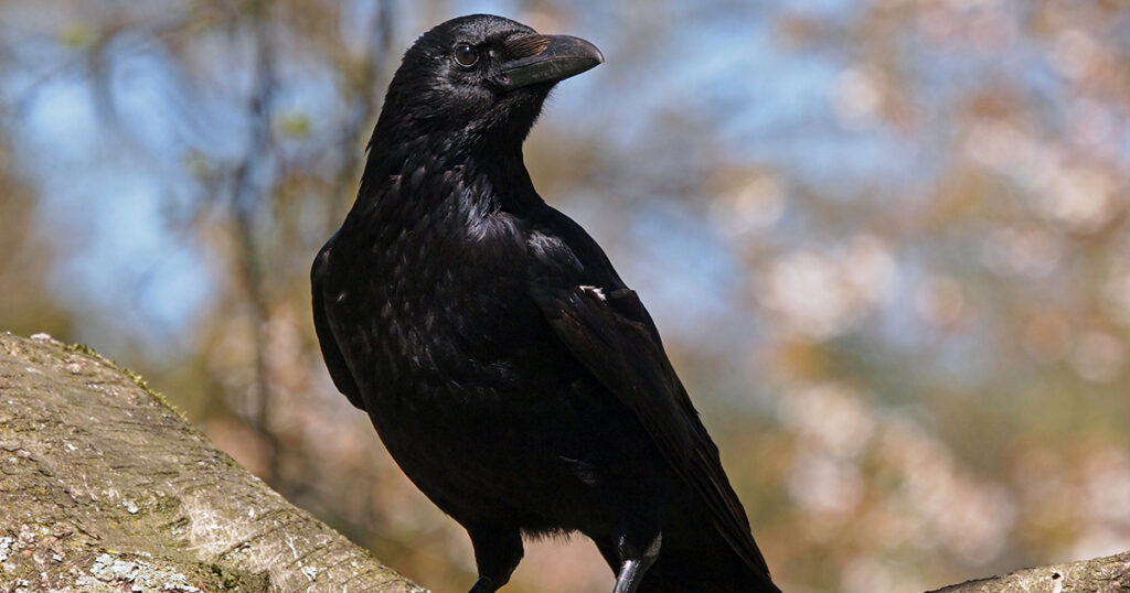 crow