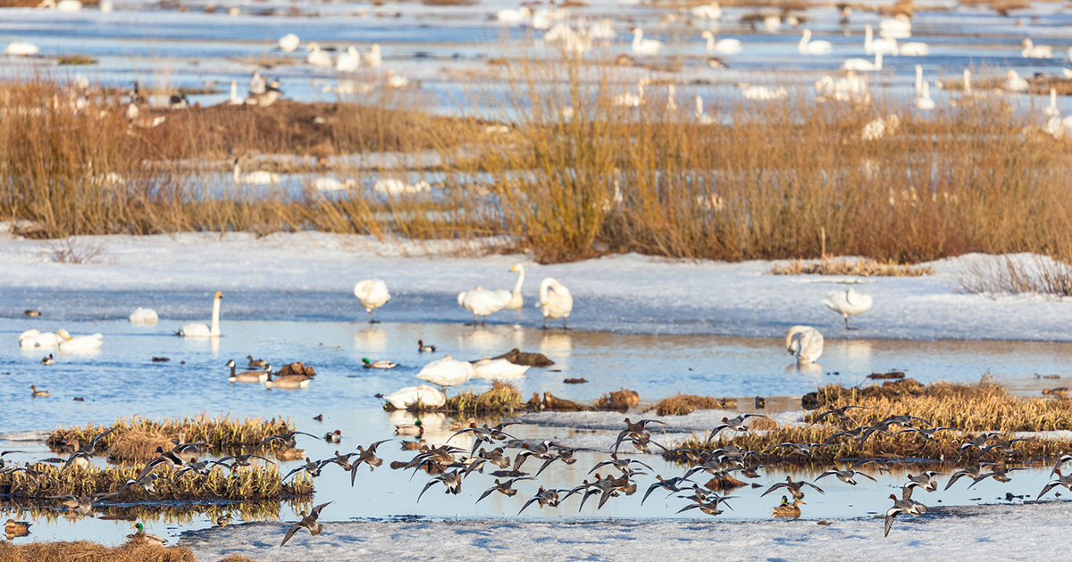 february 2026 solunar calendar