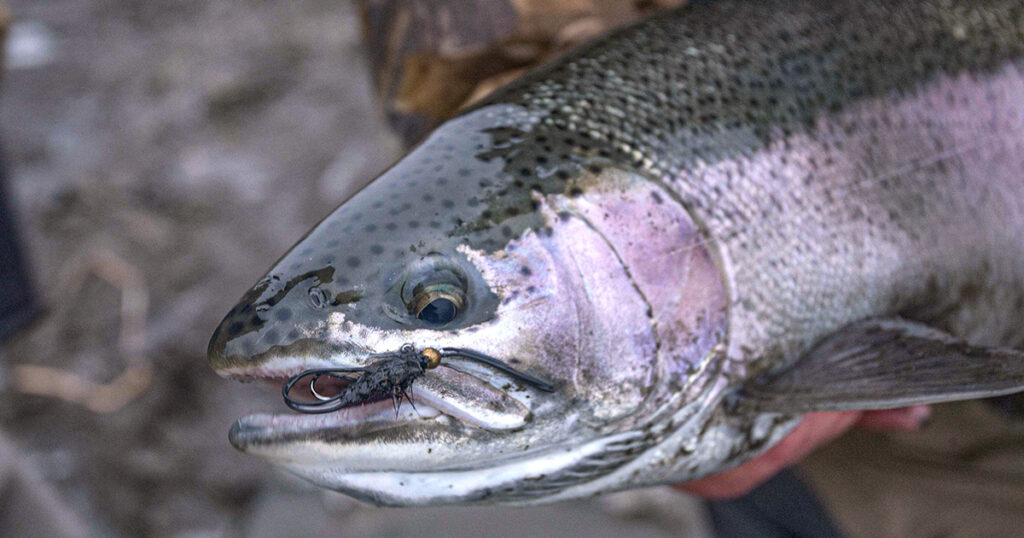 heavy fly steelhead