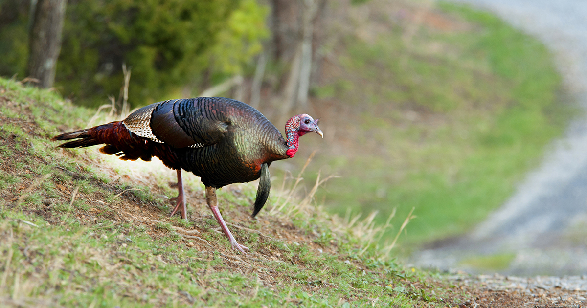 high ground turkeys